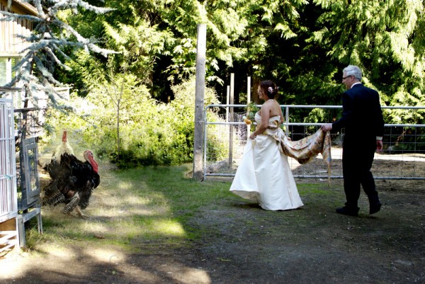 angermeyer_apigswedding05